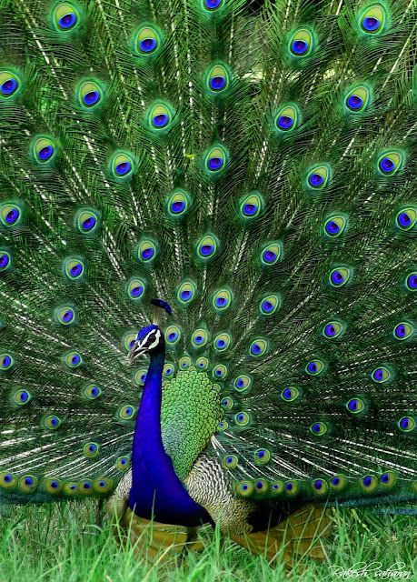 a peacock with its feathers spread out in the grass