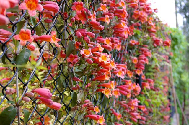 red flowers growing on the side of a chain link fence