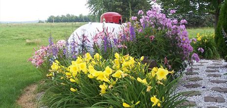 the flowers are blooming on the side of the road