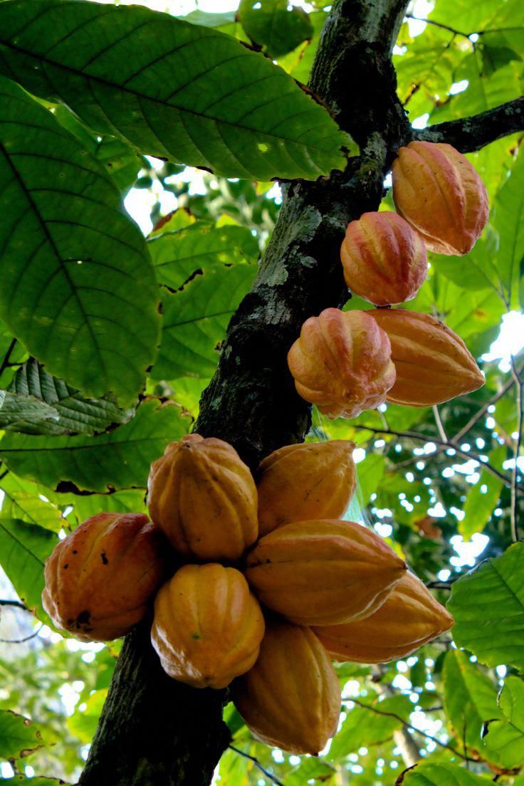 the fruit is growing on the tree in the forest