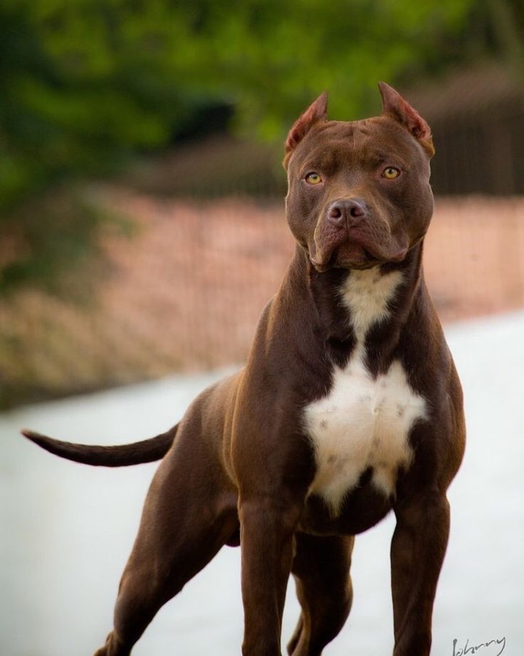 a brown and white dog standing on top of a cement ground next to trees in the background