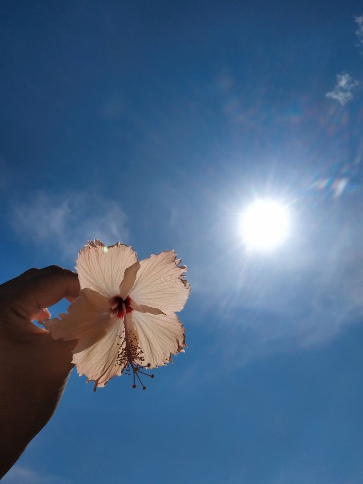 a person holding up a white flower in front of the sun on a sunny day