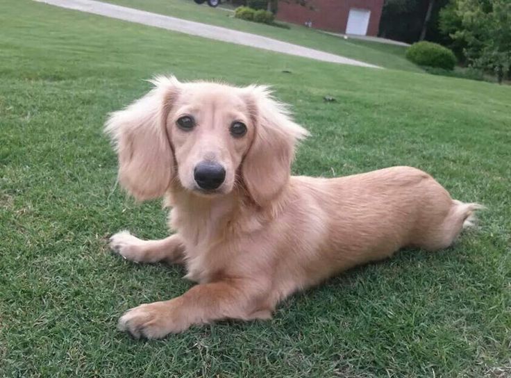 a brown dog laying on top of a lush green field