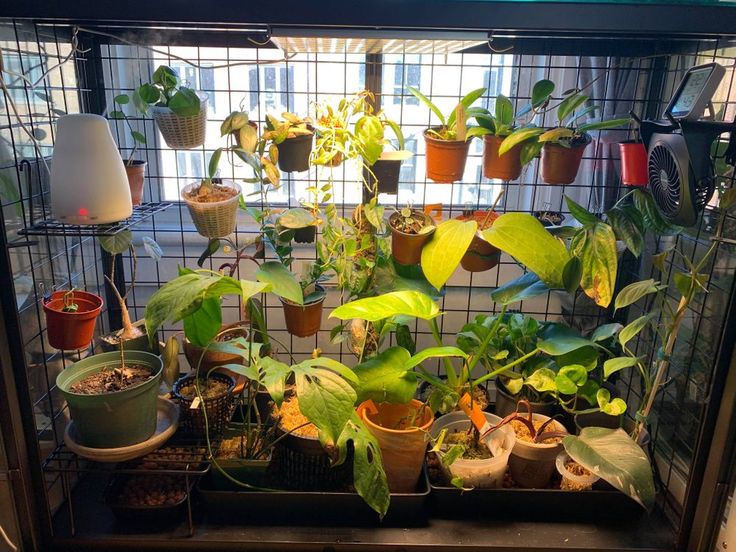 many potted plants are sitting in a cage