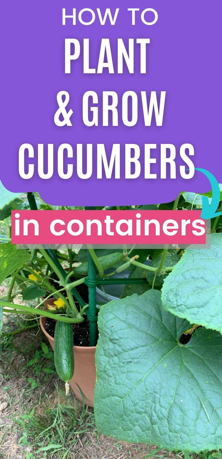 cucumbers growing in containers with text overlay how to plant and grow cucumbers in containers