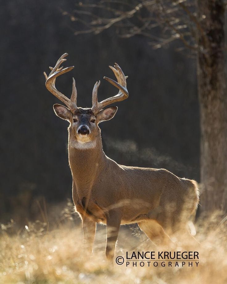 a deer with antlers standing in the middle of a field next to some trees