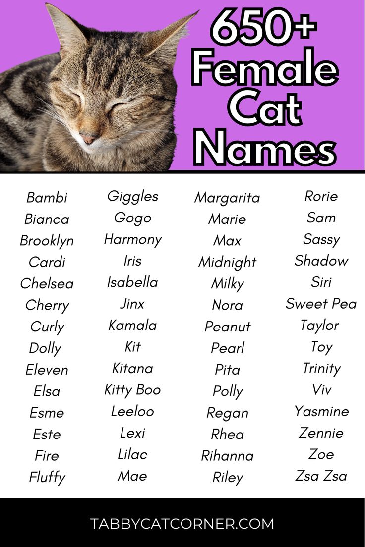 a cat with its eyes closed and the names of different cats in front of it