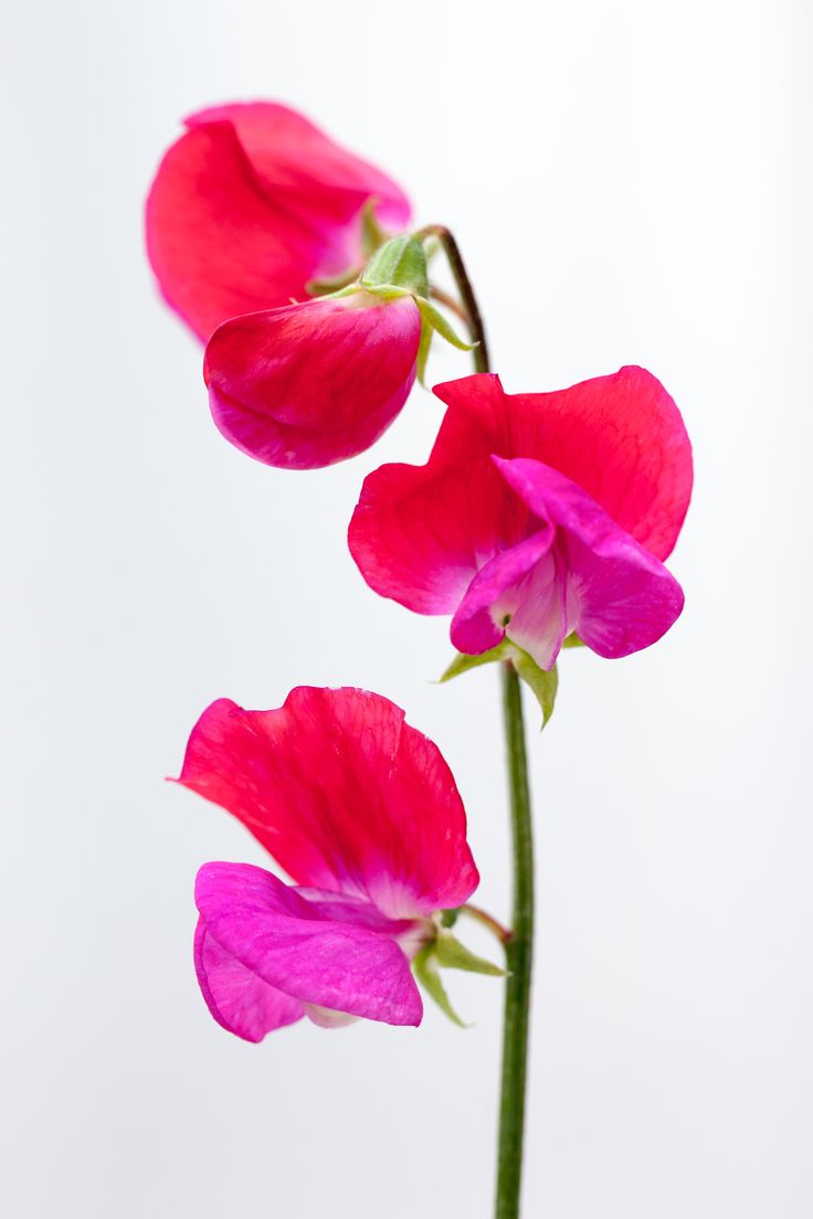 three pink flowers in a vase on a white background with water droplets around the stems