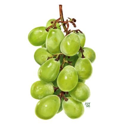 a bunch of green grapes on a white background