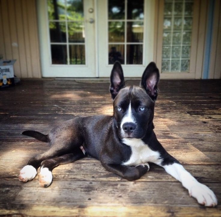 a black and white dog laying on top of a wooden floor next to a door