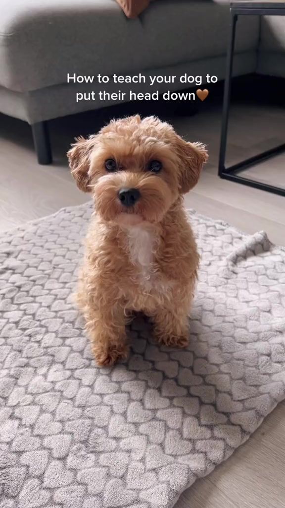 a small brown dog sitting on top of a bed