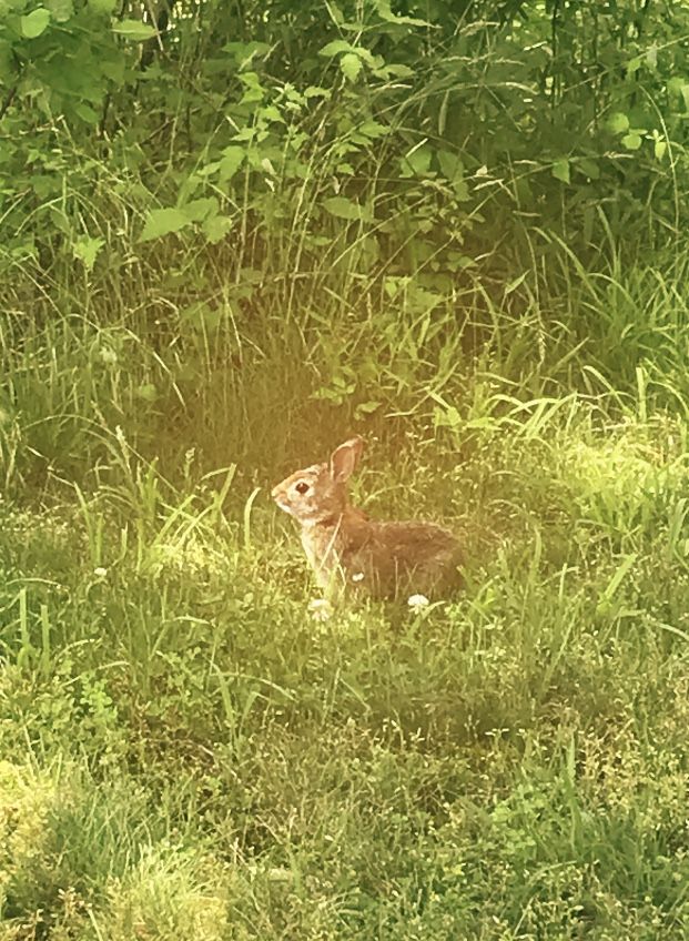 a small animal sitting in the grass near some trees