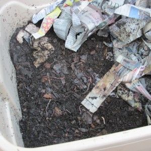 Vermicompost: Black Gold for the Garden - The Urban Farm Warehouse Space, Wooden Beds, Worm Farm, Urban Agriculture, Urban Farm, Organic Soil, Seed Saving, Herbs For Health, Earthworms