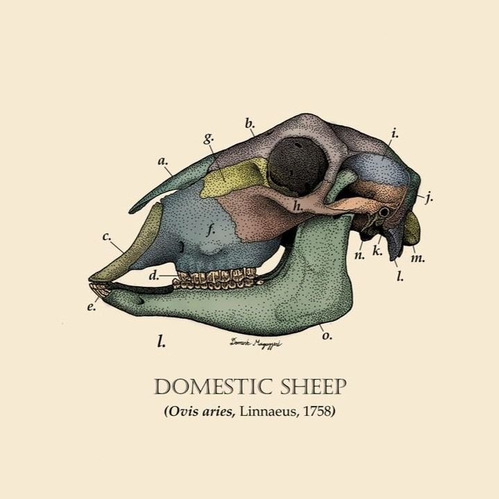 a diagram of the domestic sheep's bones