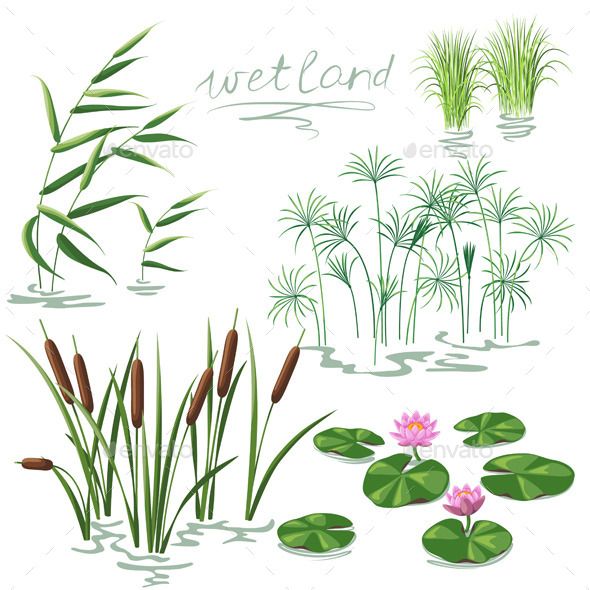 the pond with water lilies and reeds - flowers & plants nature illustration on white background