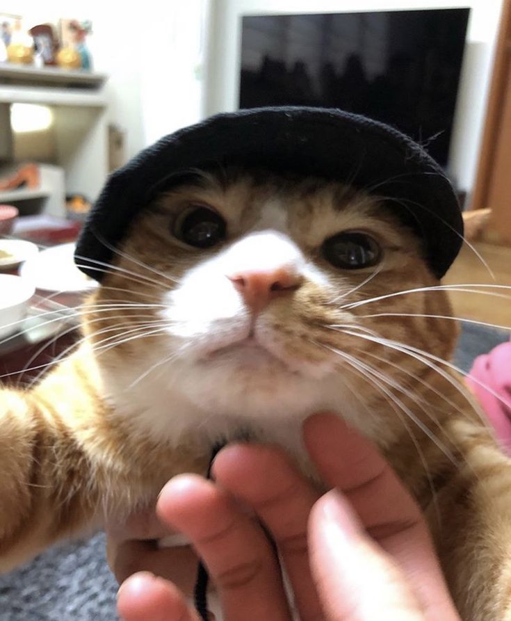 a cat wearing a hat is being petted by someone