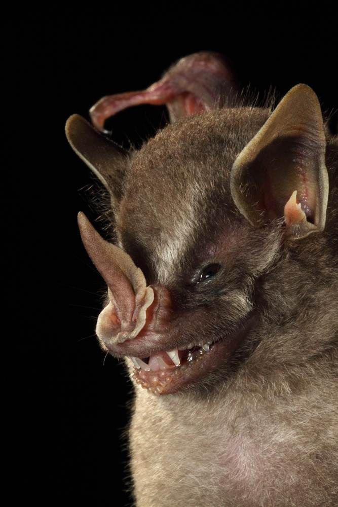 a close up of a bat with its mouth open and teeth missing, on a black background