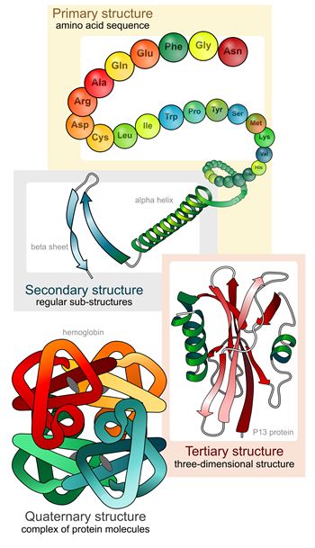 the structure and functions of an animal's protein