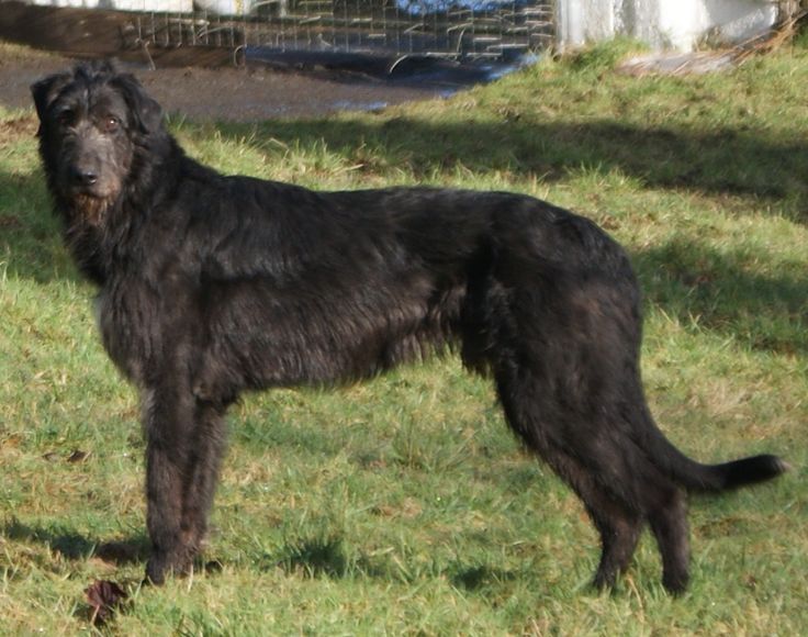 a large black dog standing on top of a lush green field