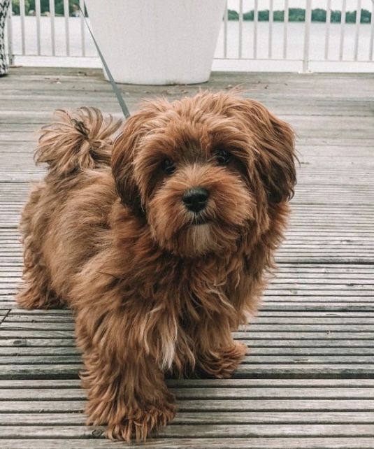 a small brown dog standing on top of a wooden floor