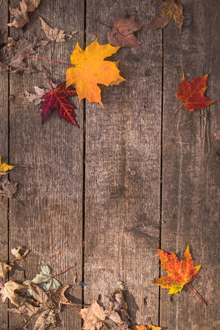 autumn leaves on wooden planks with copy - space for your text or image photo