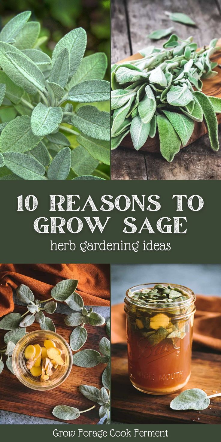 the cover of 10 reasons to grow sage herb garden ideas, including herbs and leaves