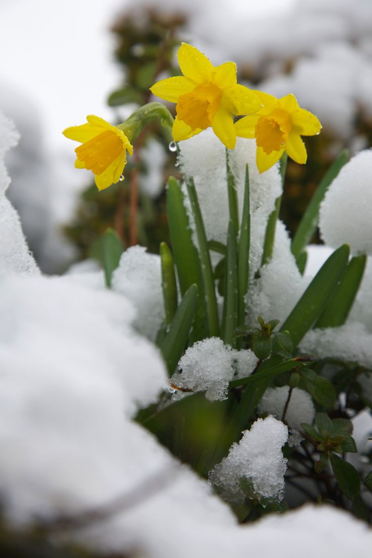 some yellow flowers are in the snow