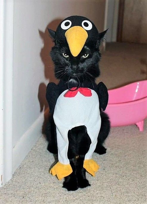 a black cat wearing a chicken costume