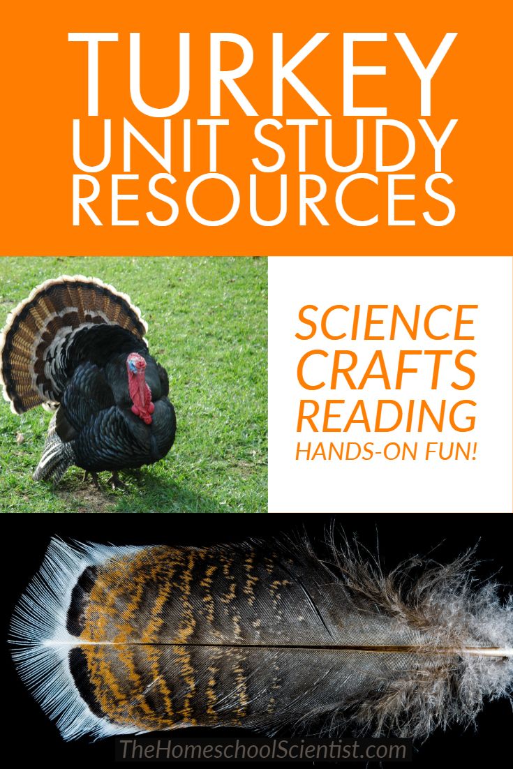 a turkey is shown with the words science crafts reading hands - on fun