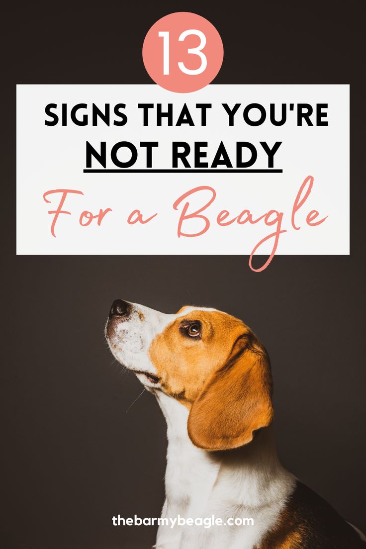 a beagle dog with the words 13 signs that you're not ready for a beagle