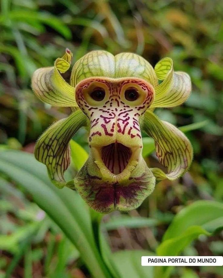 an orchid with its mouth open and eyes wide open in front of green leaves,