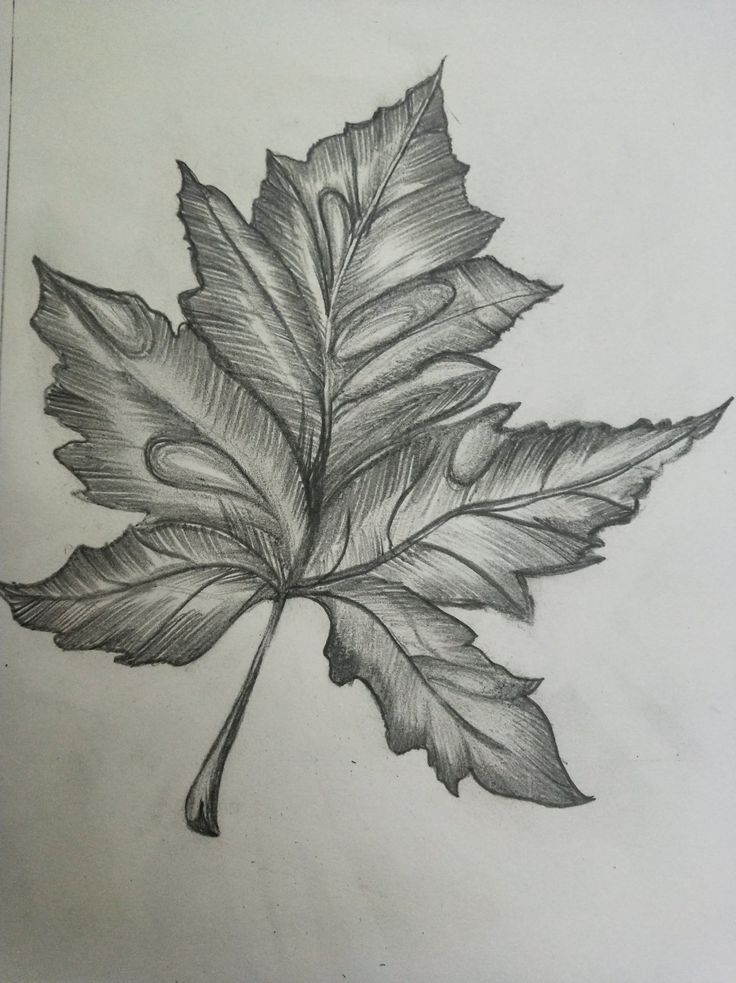 a pencil drawing of a leaf