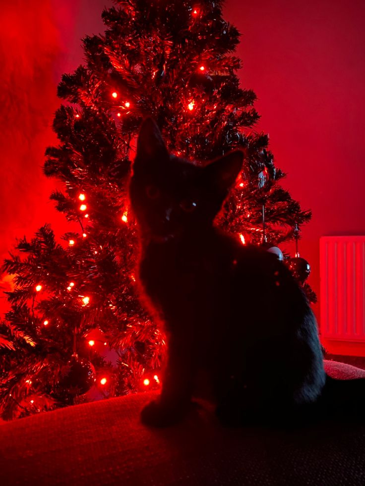 a black cat sitting in front of a christmas tree with red lights on it's branches