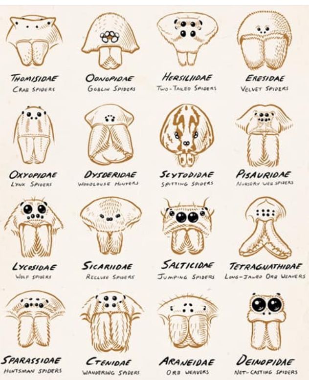 an image of different types of animal heads