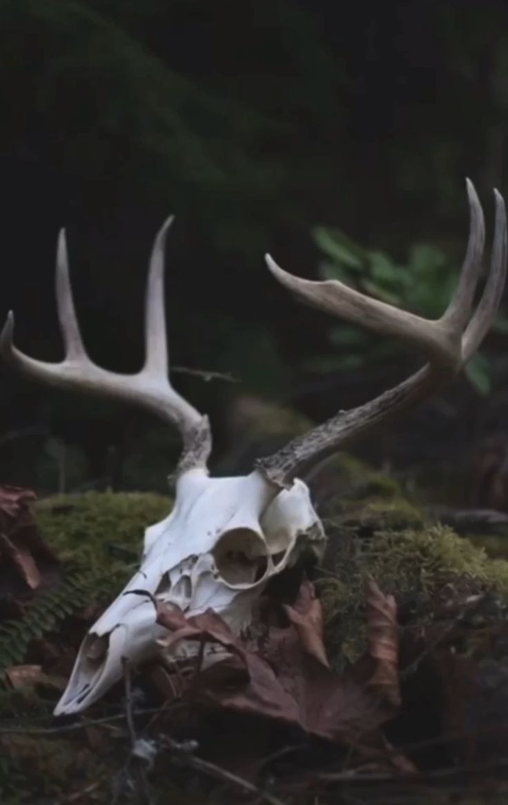 an animal skull with antlers laying on the ground