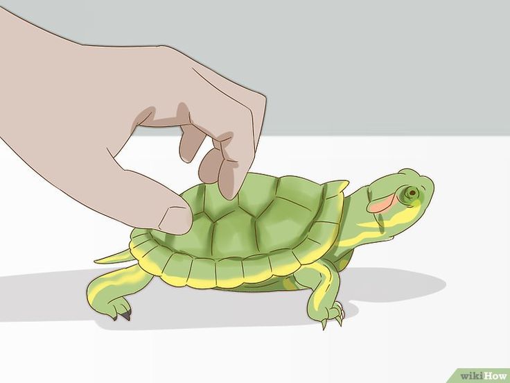 a small turtle being petted by someone's hand on top of the ground