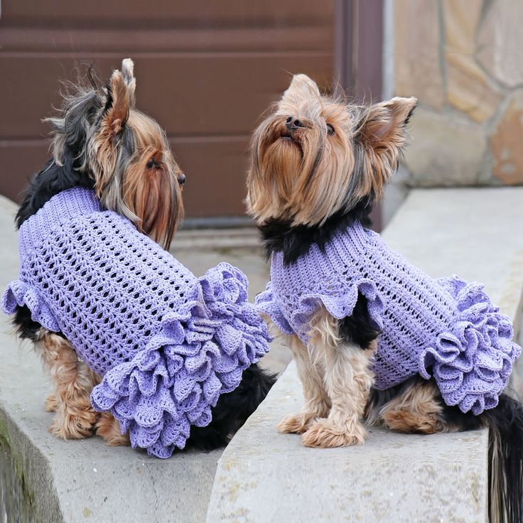 two small dogs wearing sweaters sitting on concrete