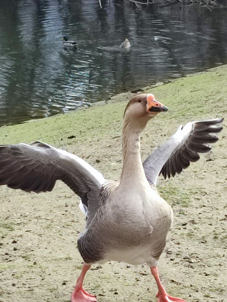 a duck with its wings spread standing next to the water