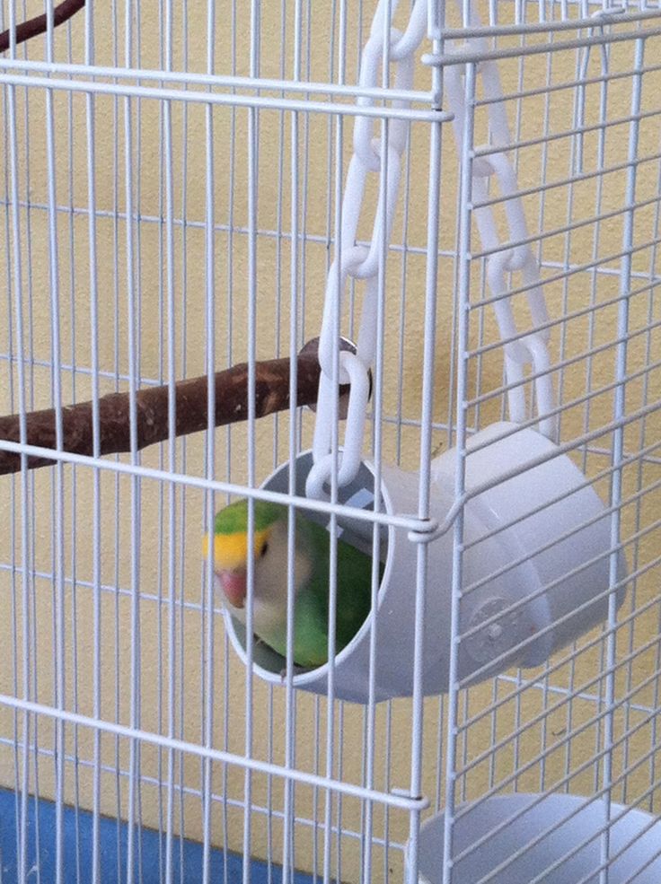 a bird in a white cage with a yellow and green parakeet inside it