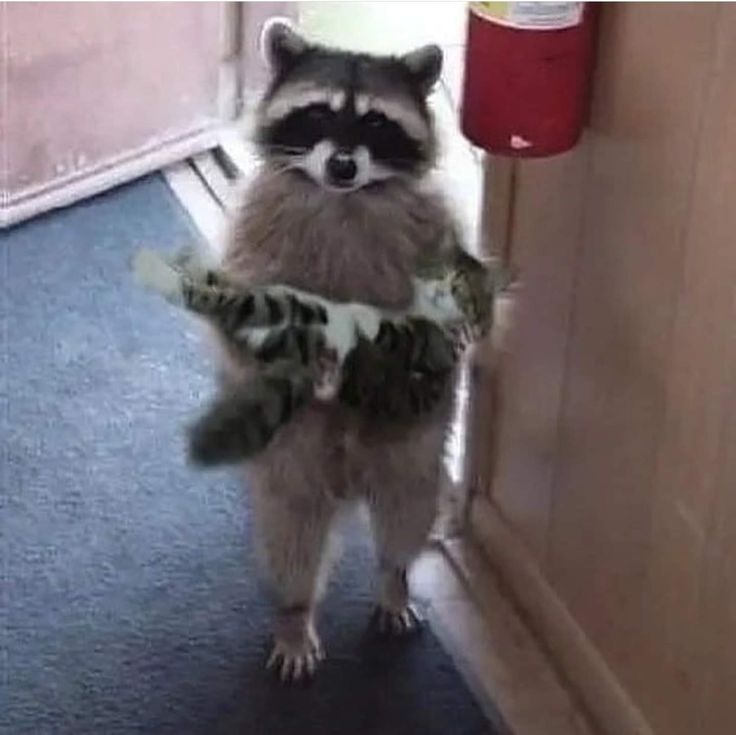 a raccoon standing on its hind legs holding a stuffed animal