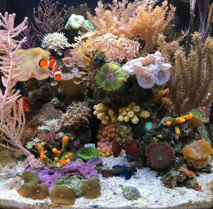 an aquarium filled with lots of different types of corals