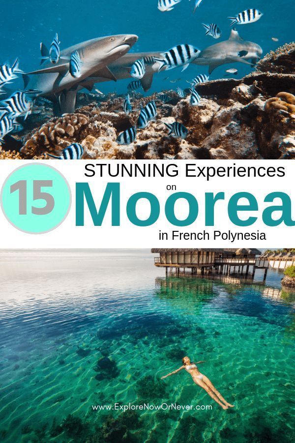 a woman swimming in the ocean with fish and corals around her, surrounded by blue water