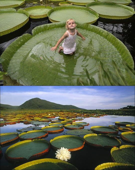 bucket list: sit in a giant lily pad on the amazon river Amazon River, I Want To Travel, Beautiful Places To Travel, The Amazon, Pretty Places, Lily Pads, Travel Bucket List, Vacation Spots, Dream Vacations