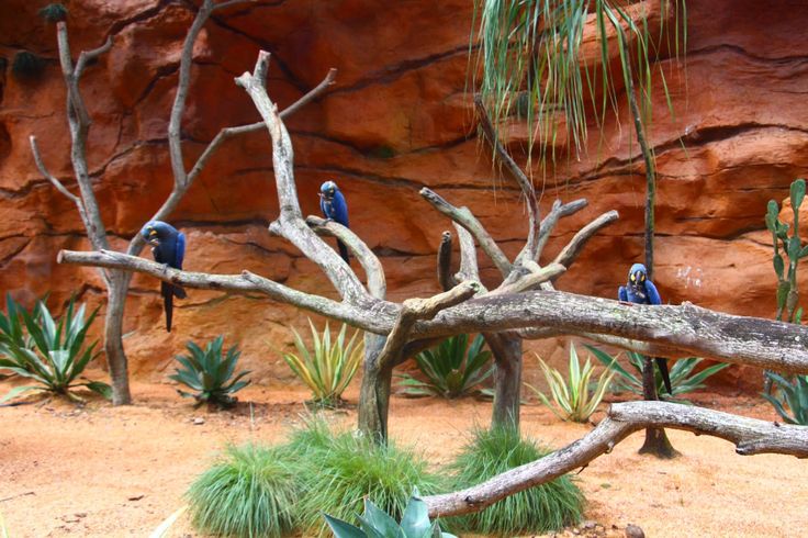 several blue birds perched on branches in front of a rock wall and desert landscape with cacti