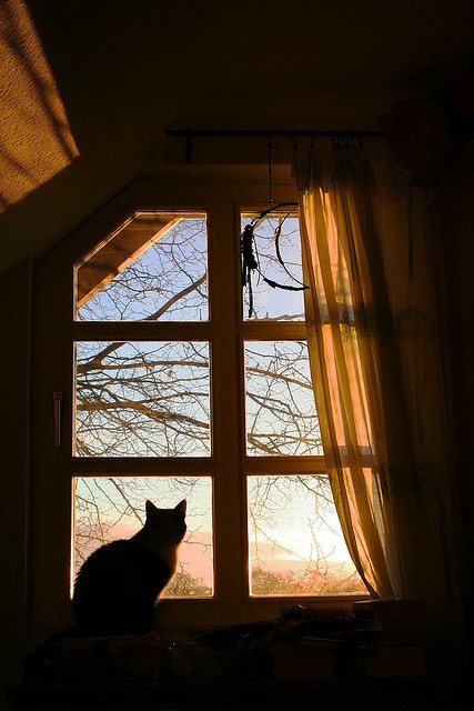 a cat sitting in front of a window looking out at the sun through it's curtains