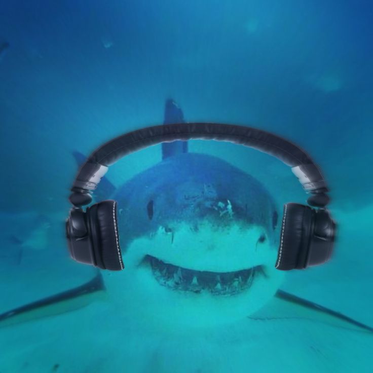 a shark with headphones swimming in the ocean