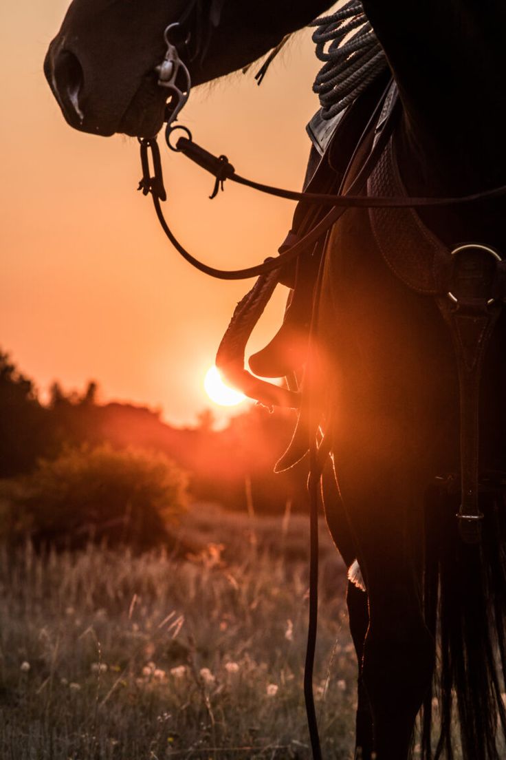 the sun is setting behind a horse's head and bridle on it