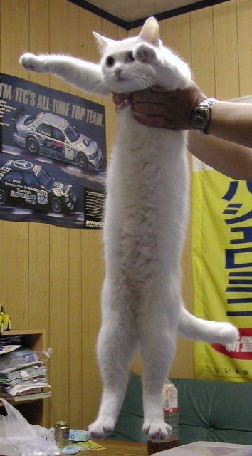 a white cat standing on its hind legs with it's paws in the air