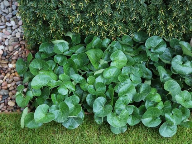 some green plants are growing in the grass near rocks and gravel, along with small stones