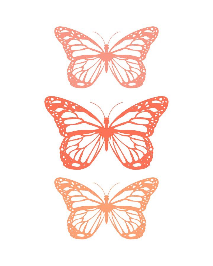 two orange butterflies on a white background